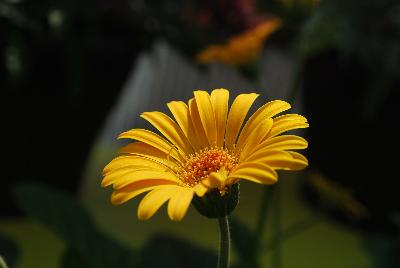 Cultivaris: Drakensberg Daisy™ Gerbera Golden Wonder 