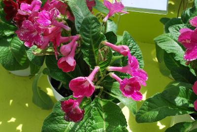 Fleischle Hybrids Streptocarpus Rubina Pink 