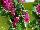 Cultivaris: Streptocarpus  'Rubina Pink' 