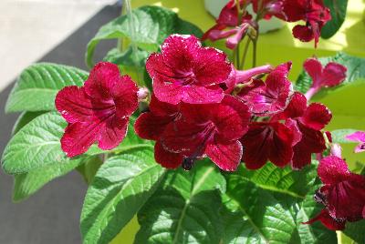 Streptocarpus Fleischle Hybrids 'Rubina'