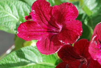 Streptocarpus Fleischle Hybrids 'Rubina'