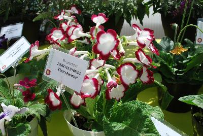 Streptocarpus Fleischle Hybrids 'Cherry Roulette'