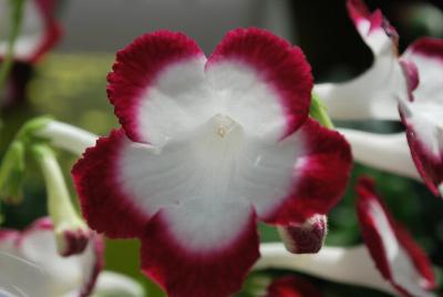 Streptocarpus Fleischle Hybrids 'Cherry Roulette'