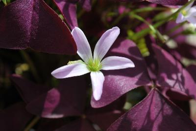 Oxalis Allure™ 'Burgundy Improved'