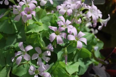 Oxalis Allure™ 'Silver Improved'