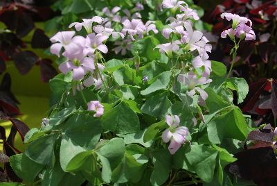 Oxalis Allure™ 'Silver Improved'