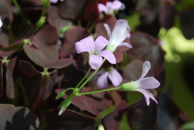 Allure™ Oxalis triangularis Mahagony 