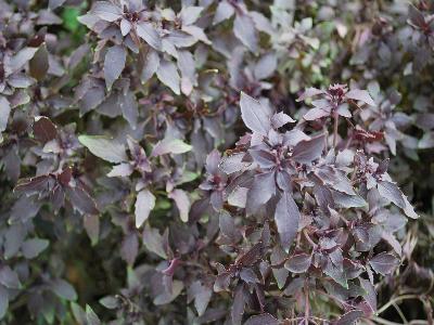 Basil Herbalea 'Red-Ball'