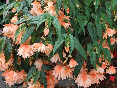 Cultivaris: Belleconia Begonia Salmon 