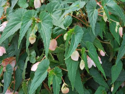 Begonia Belleconia 'Soft-Orange'