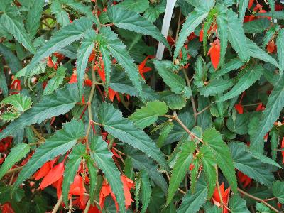 Cultivaris: Summerwings Begonia Orange 