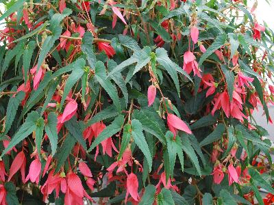 Begonia Summerwings 'Rose'