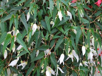 Summerwings Begonia White 