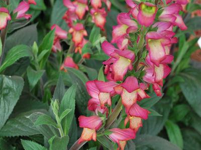 Digitalis Digiplexis 'Illumination-Flame'