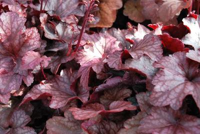 HEUREKA™ Heuchera Royal Flame 