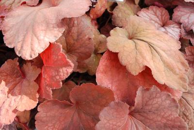 HEUREKA™ Heuchera Amber Lady 