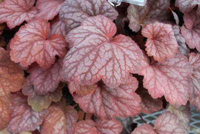 HEUREKA™ Heuchera Sweet Princess 