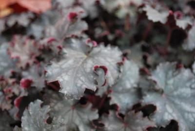 Heuchera HEUREKA™ 'Black Knight'