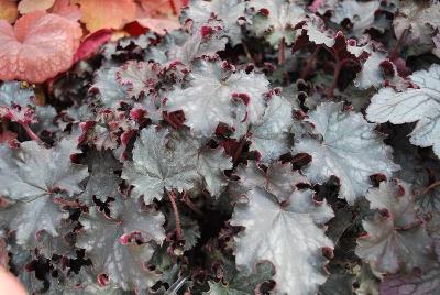 Heuchera HEUREKA™ 'Black Knight'