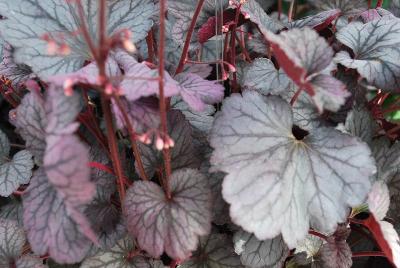 Heuchera HEUREKA™ 'Silver Lord'