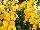 Cultivaris: Nemesia  'Golden Yellow' 