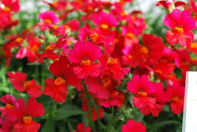 Nessie Plus™ Nemesia Red 