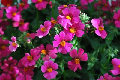 Nemesia Nessie Plus™ 'Purple Pink'