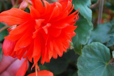 Begonia Bellaconia™ 'Hot Orange'