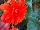 Cultivaris: Begonia  'Hot Orange' 