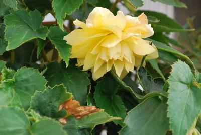 Begonia Bellaconia™ 'Cream'