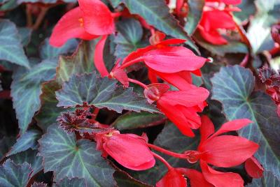 Begonia Summerwings™ 'Dark Elegance'