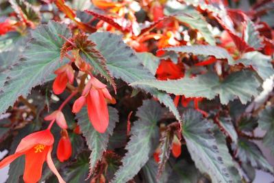 Cultivaris: Begonia Ebony & Orange Summerwings™