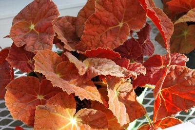 Begonia  'Autumn Ember'