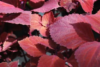 Solenostemon  'Pink Bomb'