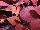 Cultivaris: Solenostemon  'Pink Bomb' 
