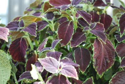  Solenostemon Green Flash 