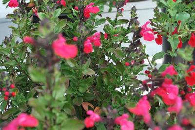 Salvia  'Berkeley Barb'