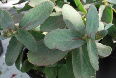 Sedum  'Wandering Star'