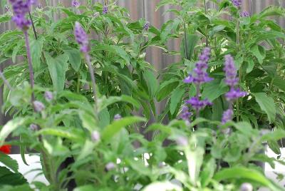 Salvia  'Light Candle'