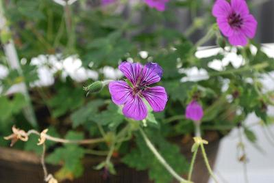 Selecta - First Class: Geranium Pink Penny 