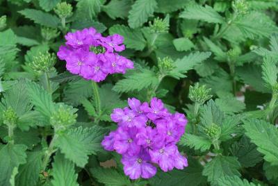 Cultivaris: Veevo™ Verbena Lavender Neon 