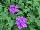 Cultivaris: Verbena  'Lavender Neon' 