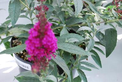 Buddleia Buzz™ 'Hot Raspeberry'