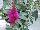 Cultivaris: Buddleia  'Hot Raspeberry' 