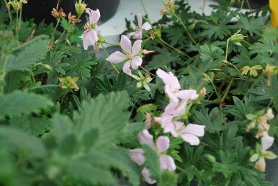  Geranium Pink Pouffe 