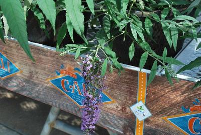 Buddleia  'Wisteria Lane'