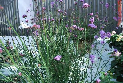 Hishtil Nurseries: Verbena Cloud Eight 