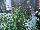 Cultivaris: Verbena  'Cloud Eight' 