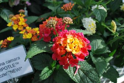 Lantana Chipotle™ 'Sizzle'