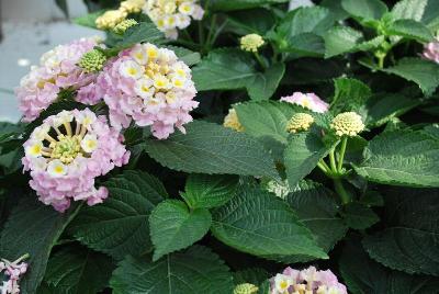 Cultivaris: Chipotle™ Lantana Caress 